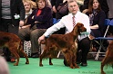 Crufts2011 273